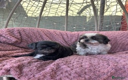 Shih Tzu dogs for sale: 2 shih tzu girls for rehome - Image 6