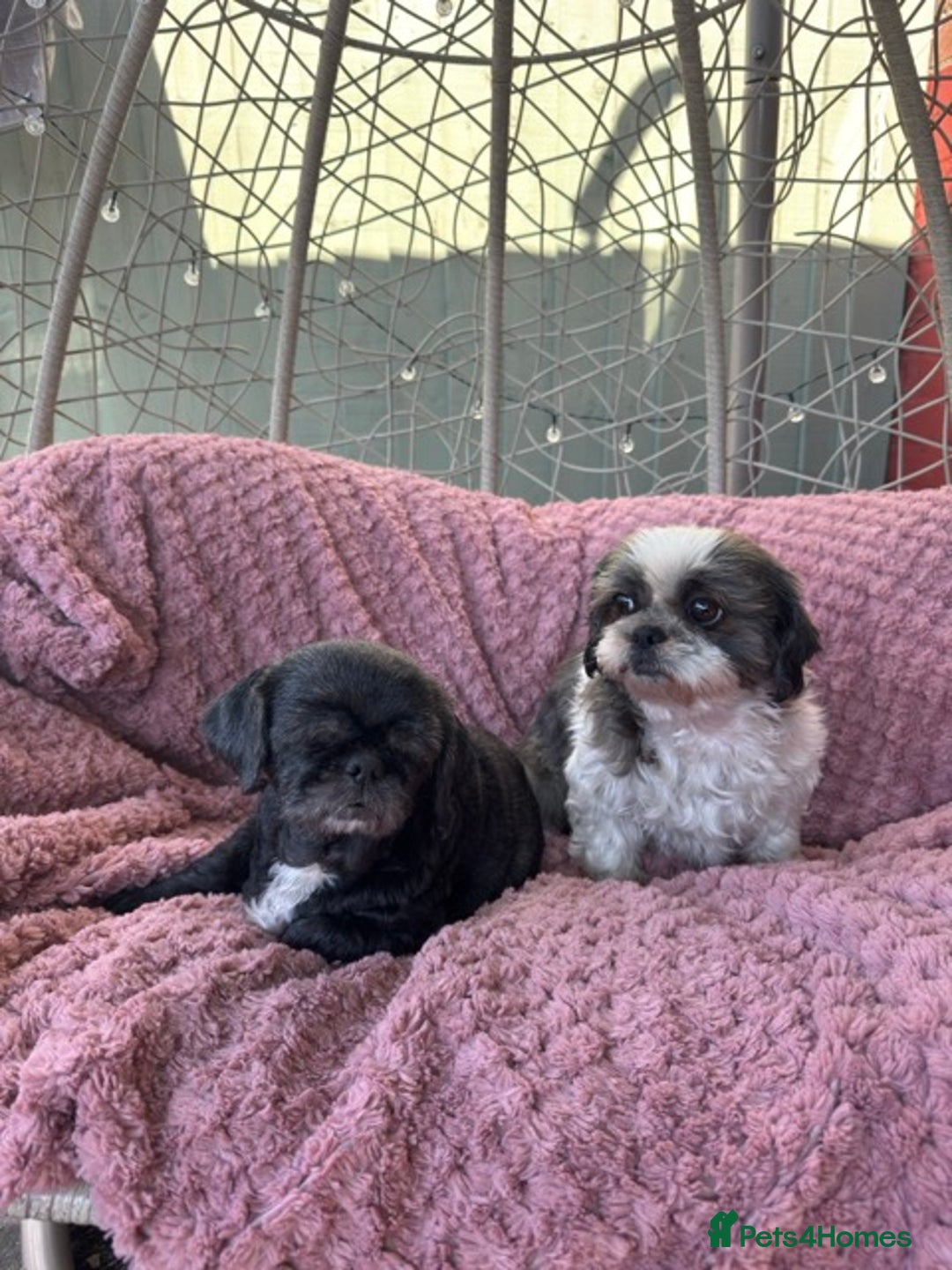 Shih Tzu dogs for sale: 2 shih tzu girls for rehome - Image 6