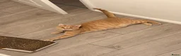 Mixed Breed cats for sale: Rehoming 2 cats - Advert 11