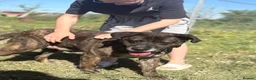 Mixed Breed dogs for adoption: Boris -Norwich Norfolk  - Advert 18
