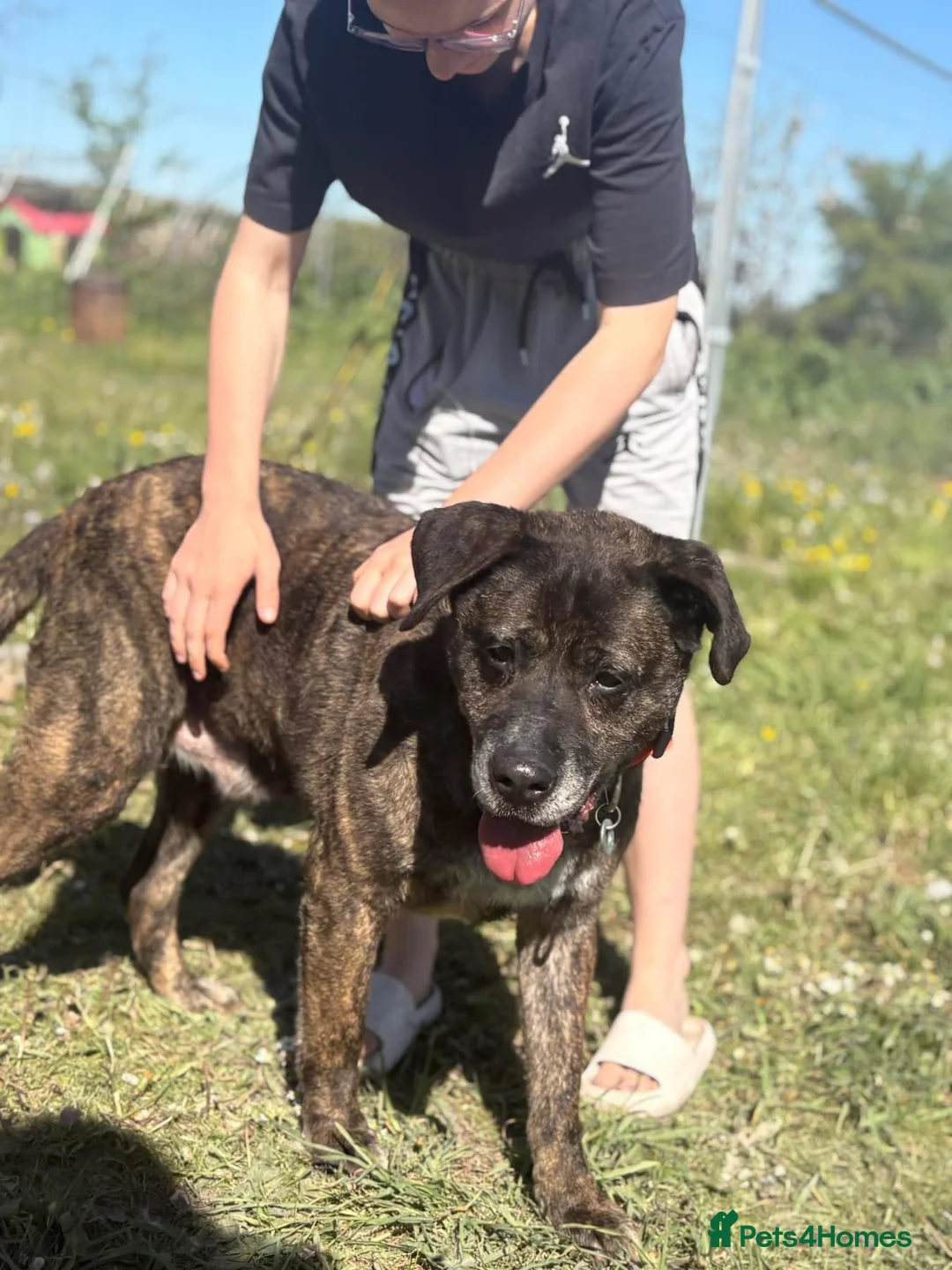 Mixed Breed dogs for adoption: Boris -Norwich Norfolk  - Advert 18