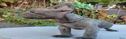 French Bulldog dogs for sale: 🐾 FRENCH BULLDOG PUPPIES | OUTSTANDING PEDIGREE • - Advert 39