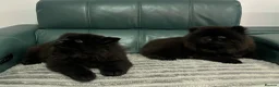 Chow Chow dogs for sale: Kc Registered chowchow pups ready now  - Advert 3