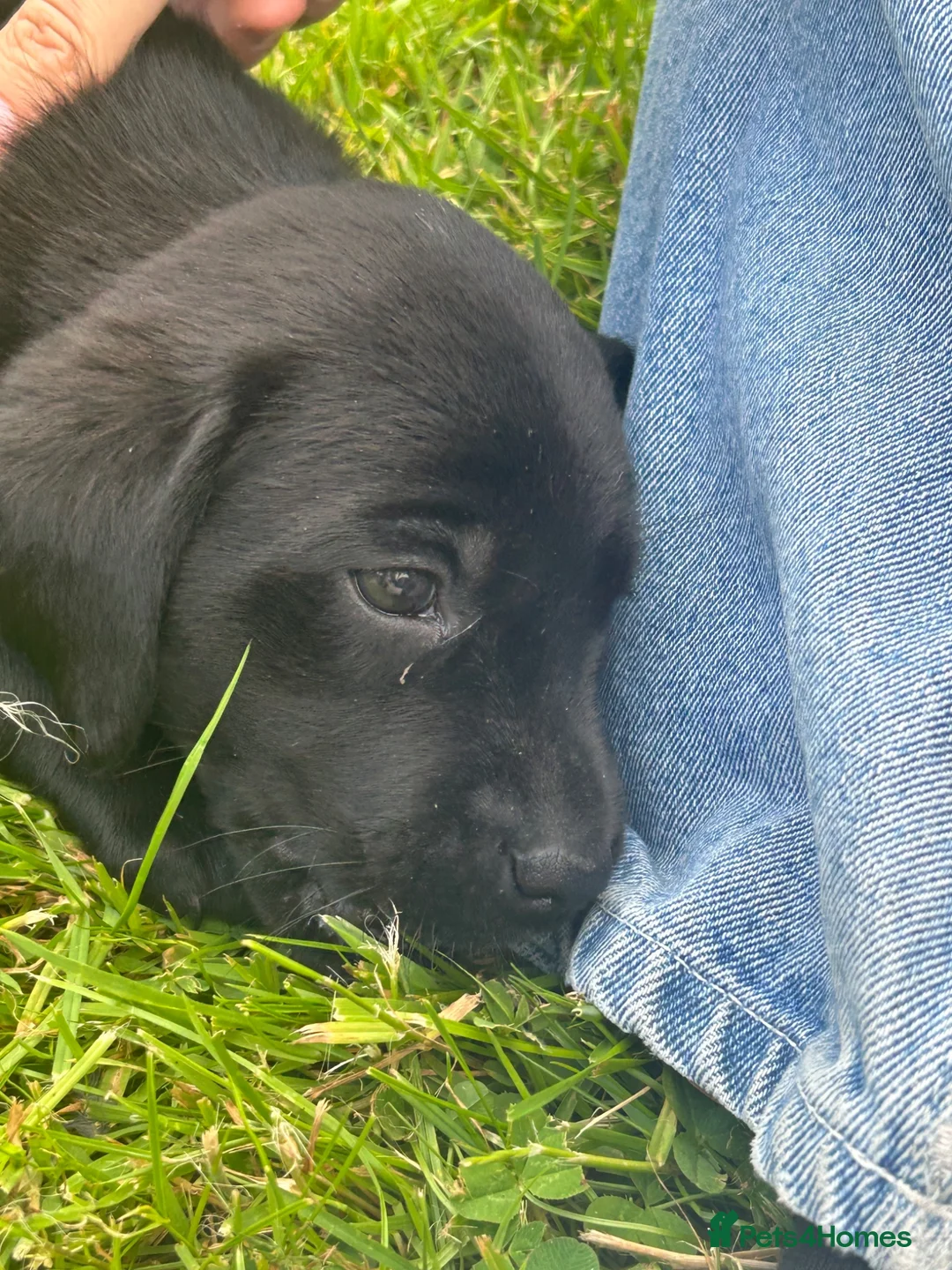 Labrador Retriever dogs for sale: KC registered Black Labrador Pups  - Advert 2
