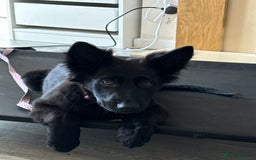 German Shepherd dogs for sale: All black female German Shepard  - Image 4