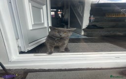 British Shorthair cats for sale: Male British shorthair  - Image 9