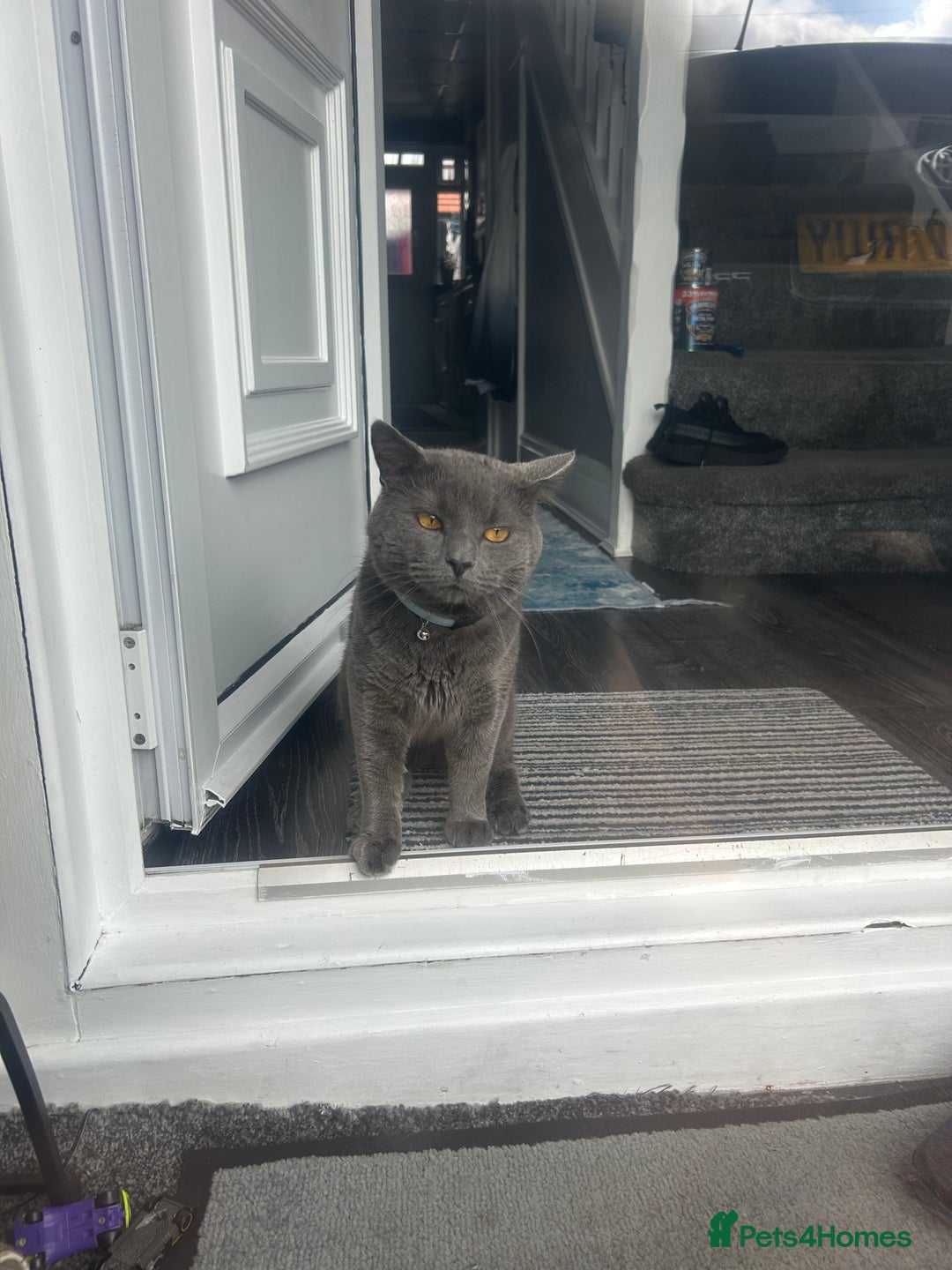 British Shorthair cats for sale: Male British shorthair  - Image 9
