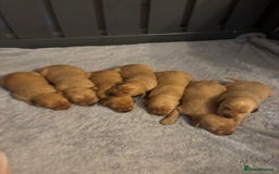 Labrador Retriever dogs for sale: Fox Red Labrador Puppies - Image 4