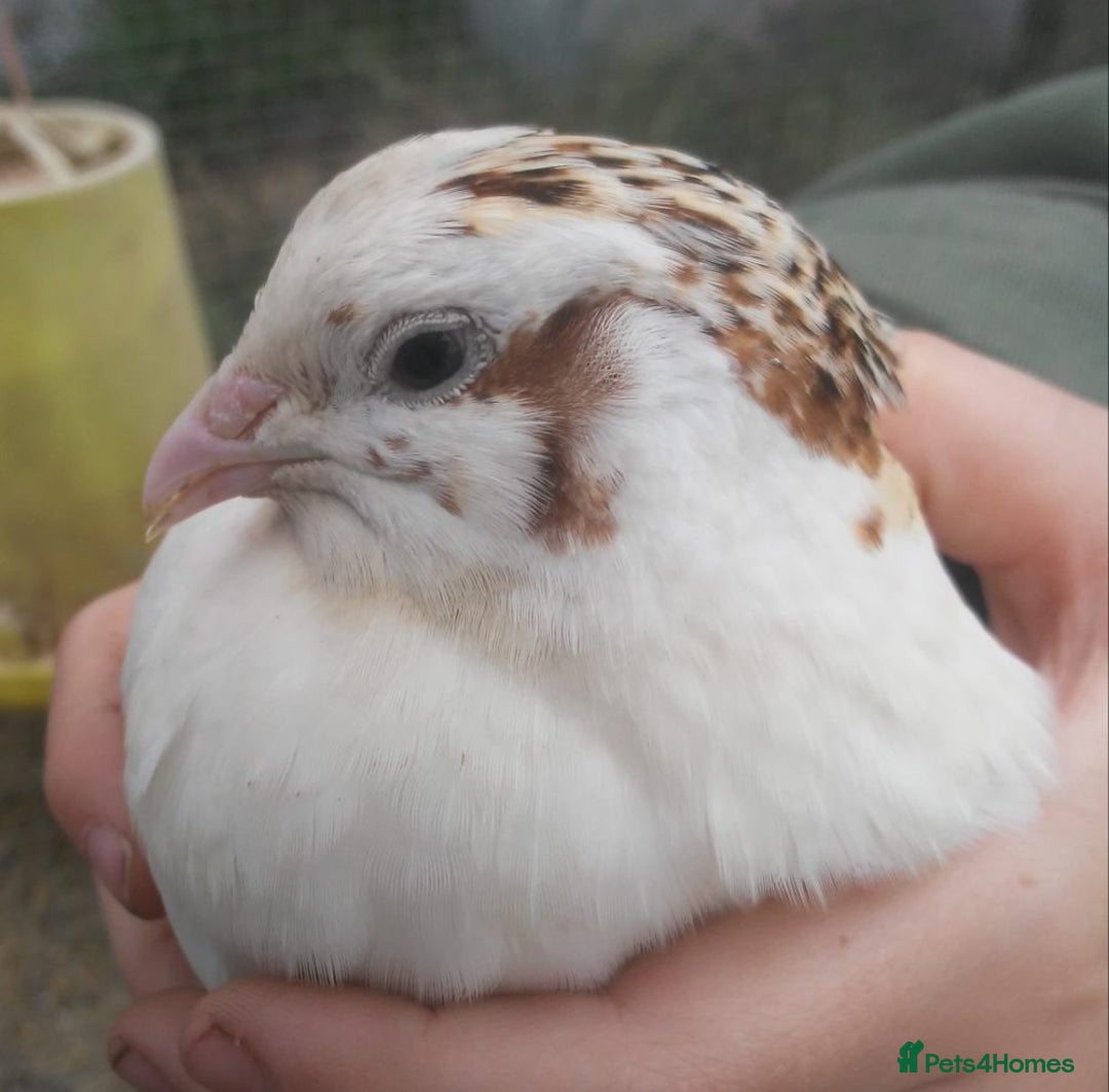 Quail poultry for sale: Jumbo quails different ages and colour for sale - Advert 3