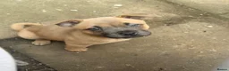 Mixed Breed dogs for sale: Chow Chow x Amstaff Puppy 3 months  - Advert 1