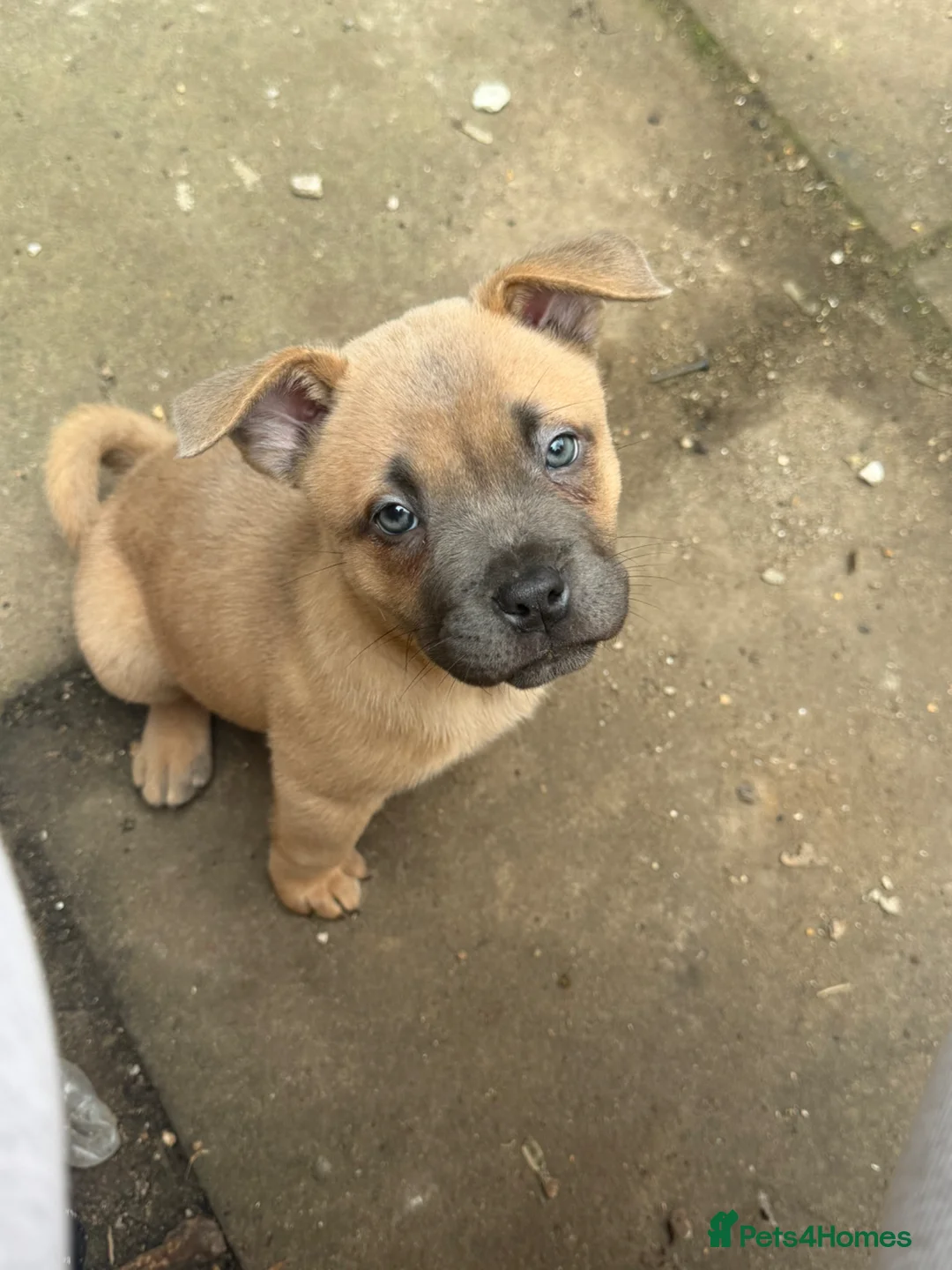 Mixed Breed dogs for sale: Chow Chow x Amstaff Puppy 3 months  - Advert 1