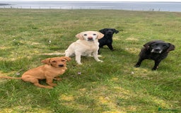 Labrador Retriever dogs for sale: Beautiful KC registered Labrador Pups - Image 12