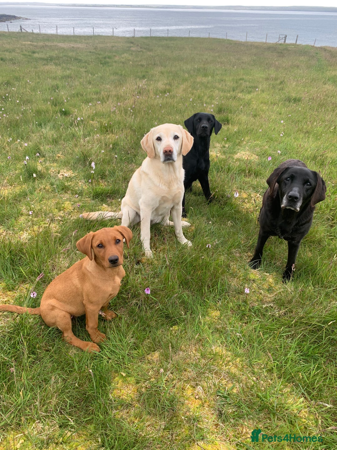 Labrador Retriever dogs for sale: Beautiful KC registered Labrador Pups - Image 12