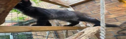 Maine Coon cats for sale: Exceptional pedigree MaineCoons - Phantom & Sprite - Advert 17