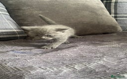 British Shorthair cats for sale:  British short hair kittens  - Image 6