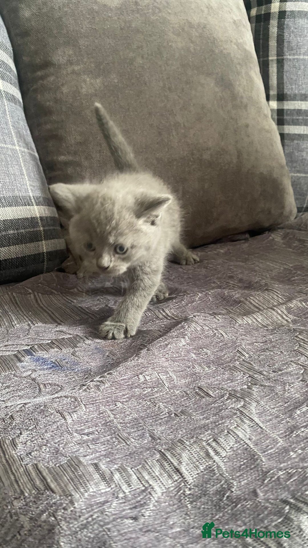 British Shorthair cats for sale:  British short hair kittens  - Image 6
