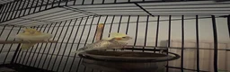 Cockatiels birds for sale: 2 beautiful cockatiels  in St Albans - Advert 3