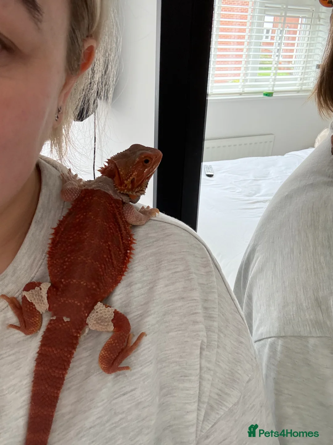 Bearded Dragon reptiles for sale: Red bearded dragon and set up in Runcorn - Advert 1