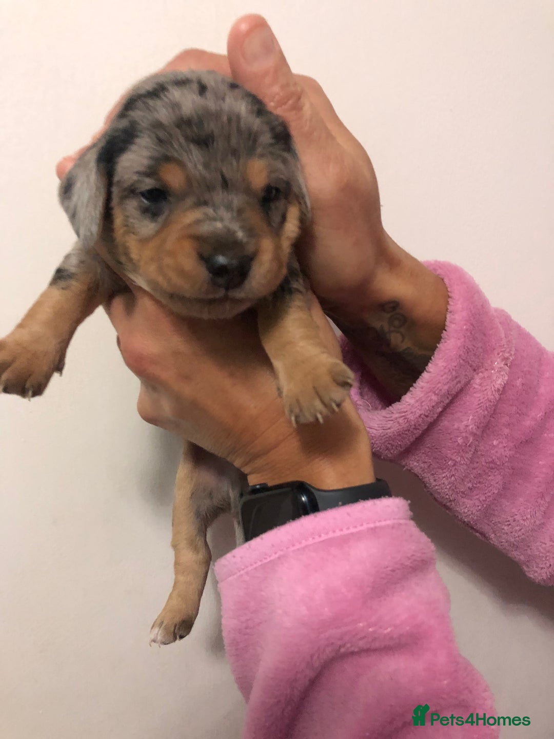 Mixed Breed dogs for sale: Jackapoo cross dachshund puppy’s  - Advert 4