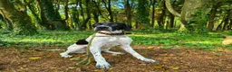 Pointer dogs for sale: English Pointer Puppies - Advert 39