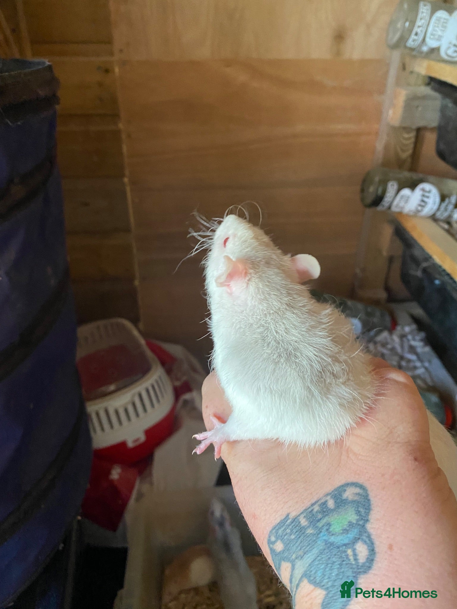 Rat rodents 1 male Rex rats for sale  - Advert 2