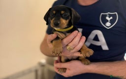 Miniature Dachshund dogs for sale: Black & Tan Miniature Dachshunds  - Advert 11