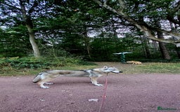 Saarloos Wolfdog dogs for sale: CSV x low content wolfdog  - Image 1