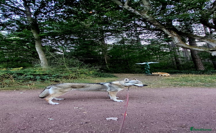 Saarloos Wolfdog dogs - Advert 1