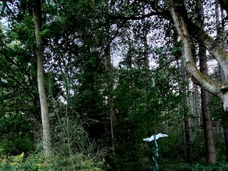 Saarloos Wolfdog dogs for sale - Advert 1