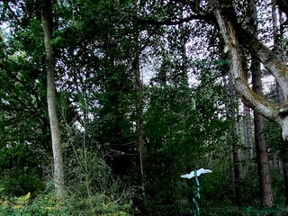 Saarloos Wolfdog dogs CSV x low content wolfdog - Advert 2