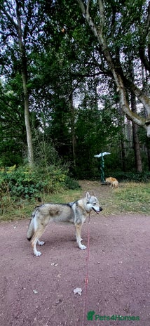 Saarloos Wolfdog dogs - Advert 1