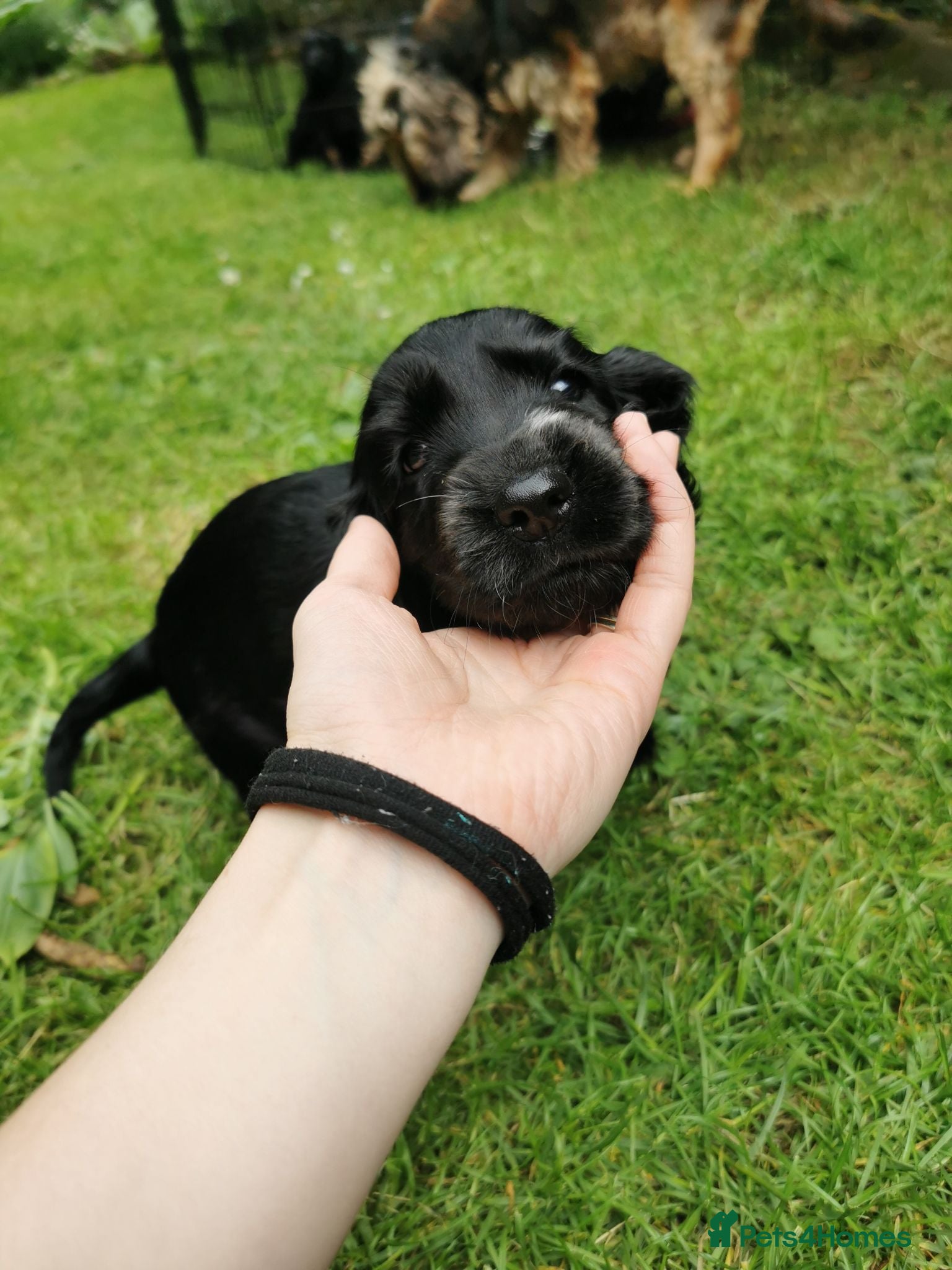 Cocker Spaniel dogs Show Cocker Spaniel Puppies for sale  - Advert 13