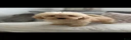 Cavapoo dogs for sale: Cavapoo F1 puppies  - Advert 21