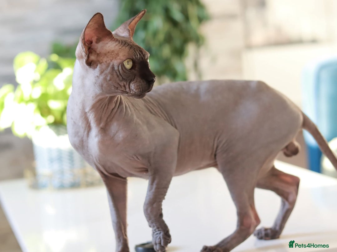 Sphynx cats for sale: Pure bloodline Black Sphynx  - Image 2