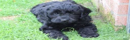 Cockapoo dogs for sale: F1 COCKAPOO PUPPIES FOR SALE - Advert 23