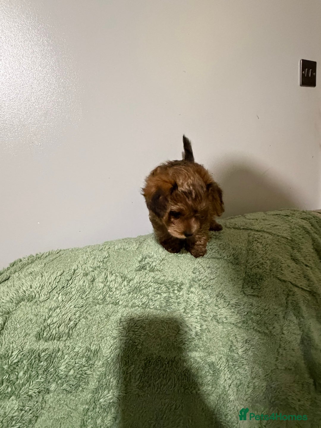 Yorkiepoo dogs for sale: Yorkiepoo puppies for sale. - Advert 13