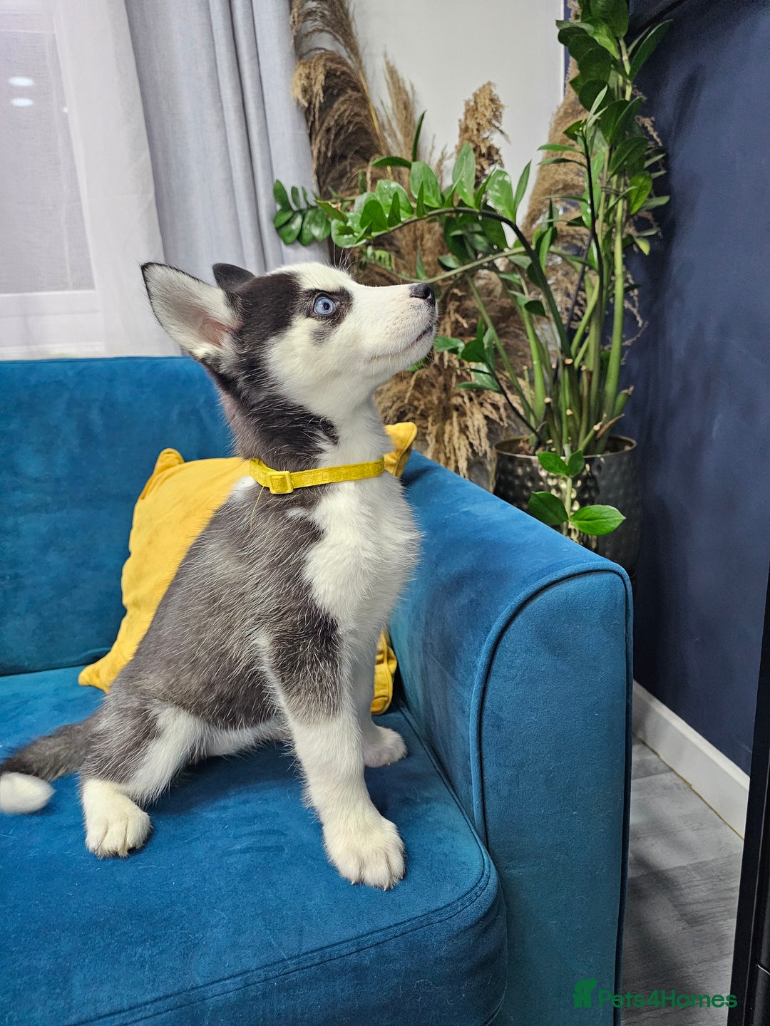 Siberian Husky dogs for sale: Pure Siberian Husky females. Ready to go  - Advert 3
