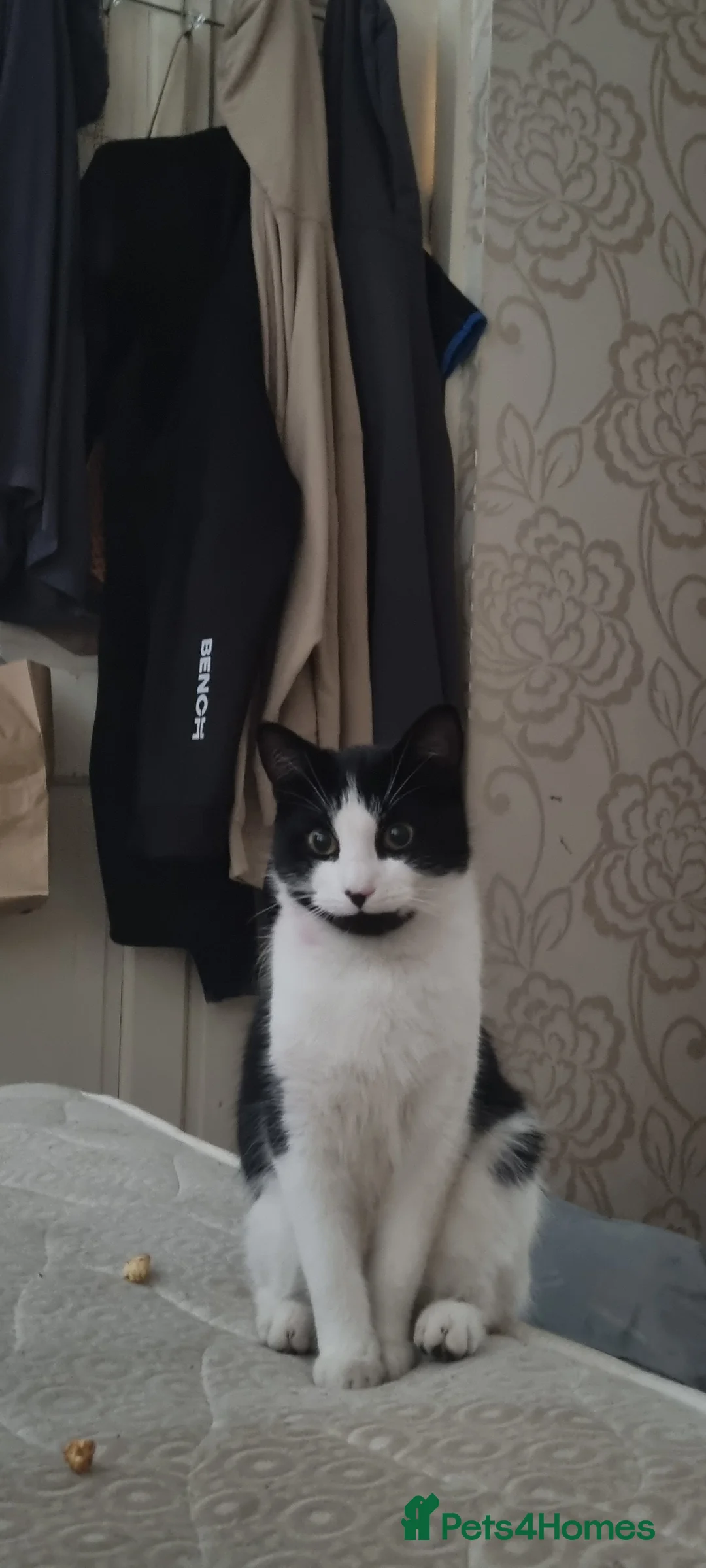 Mixed Breed cats for sale: 3 male kittens  - Advert 2