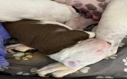 Mixed Breed dogs for sale: 4 beautiful American bully cross staffy puppies - Image 23