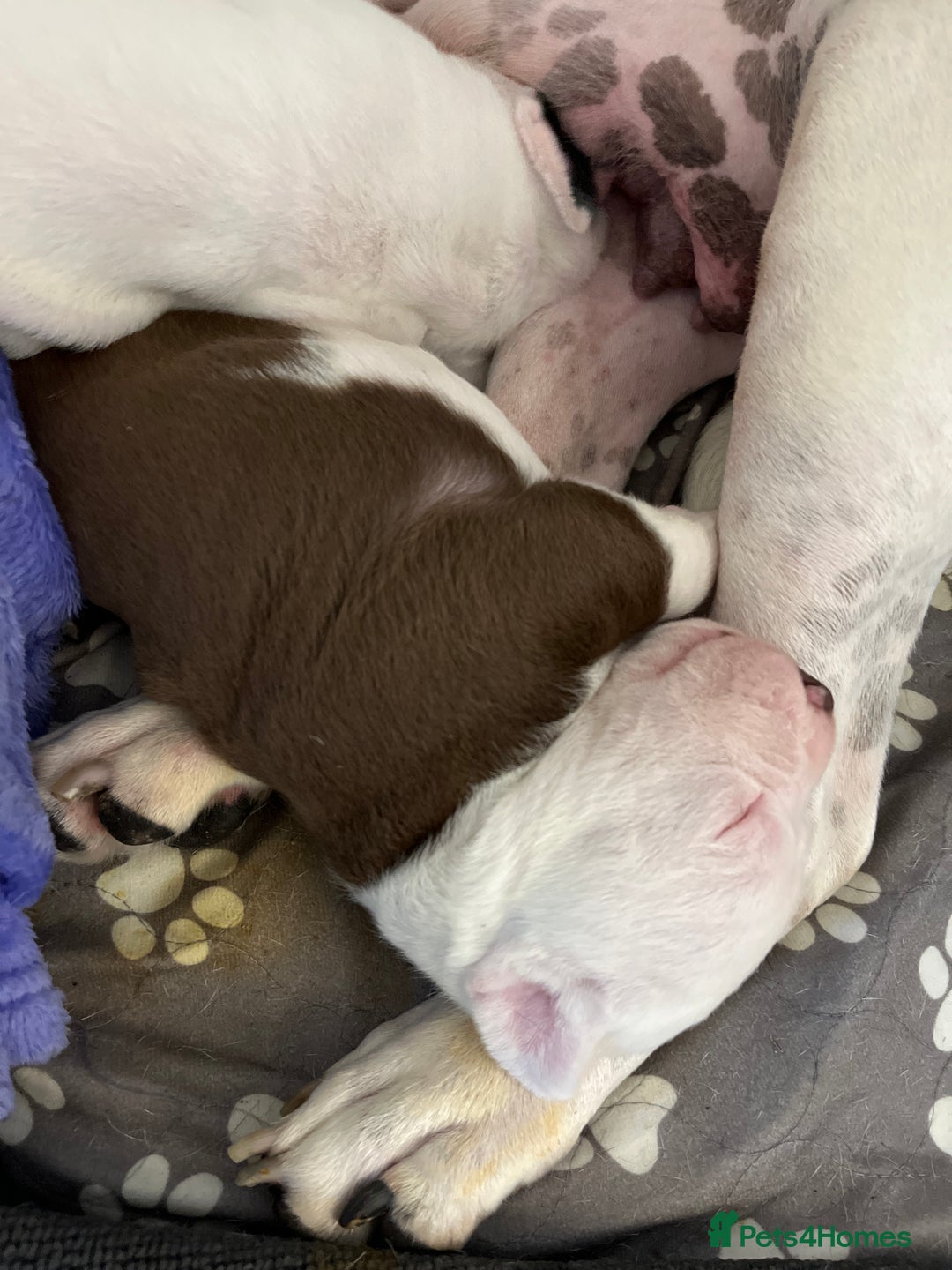 Mixed Breed dogs for sale: 4 beautiful American bully cross staffy puppies - Image 23