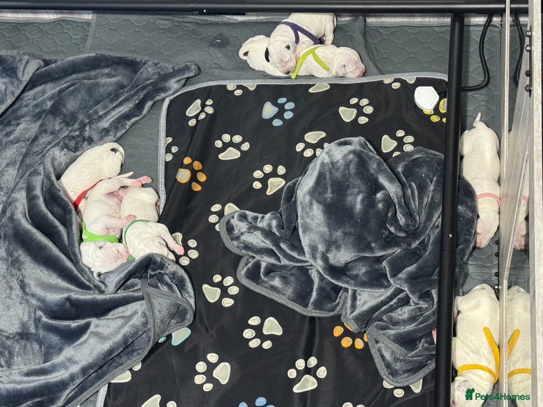 Dalmatian dogs for sale: KC Registered Dalmatian pups! - Advert 12