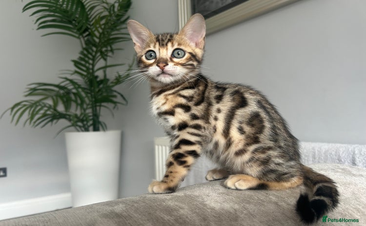 Bengal cats - Advert 4