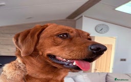 Labrador Retriever dogs for sale: Sykehead are expecting Fox Red lab pups  - Image 12