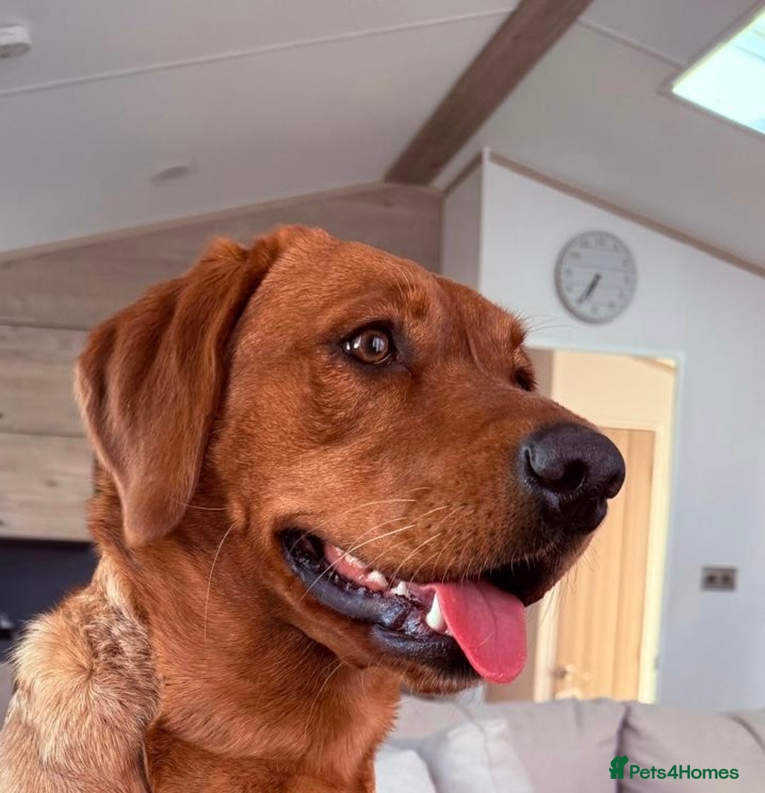 Labrador Retriever dogs for sale: Sykehead are expecting Fox Red lab pups  - Image 12