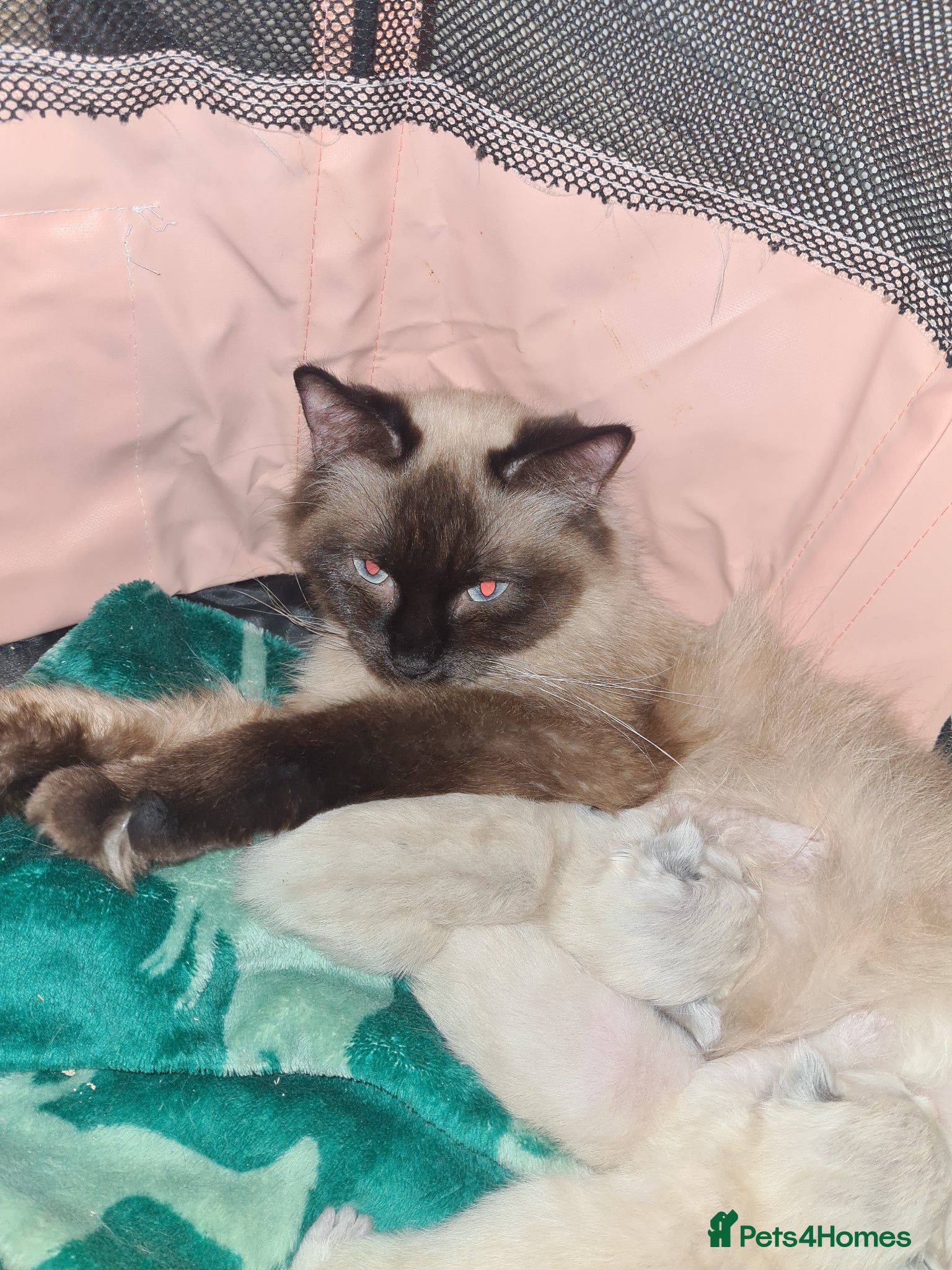 Ragdoll cats Ragdoll litter  - Advert 1