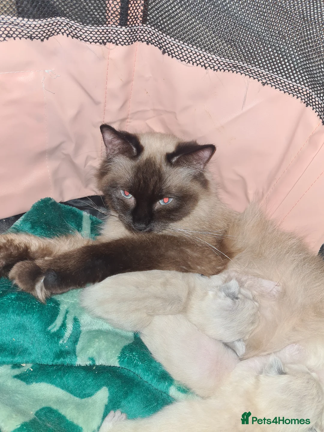 Ragdoll cats for sale: Ragdoll litter  - Advert 1