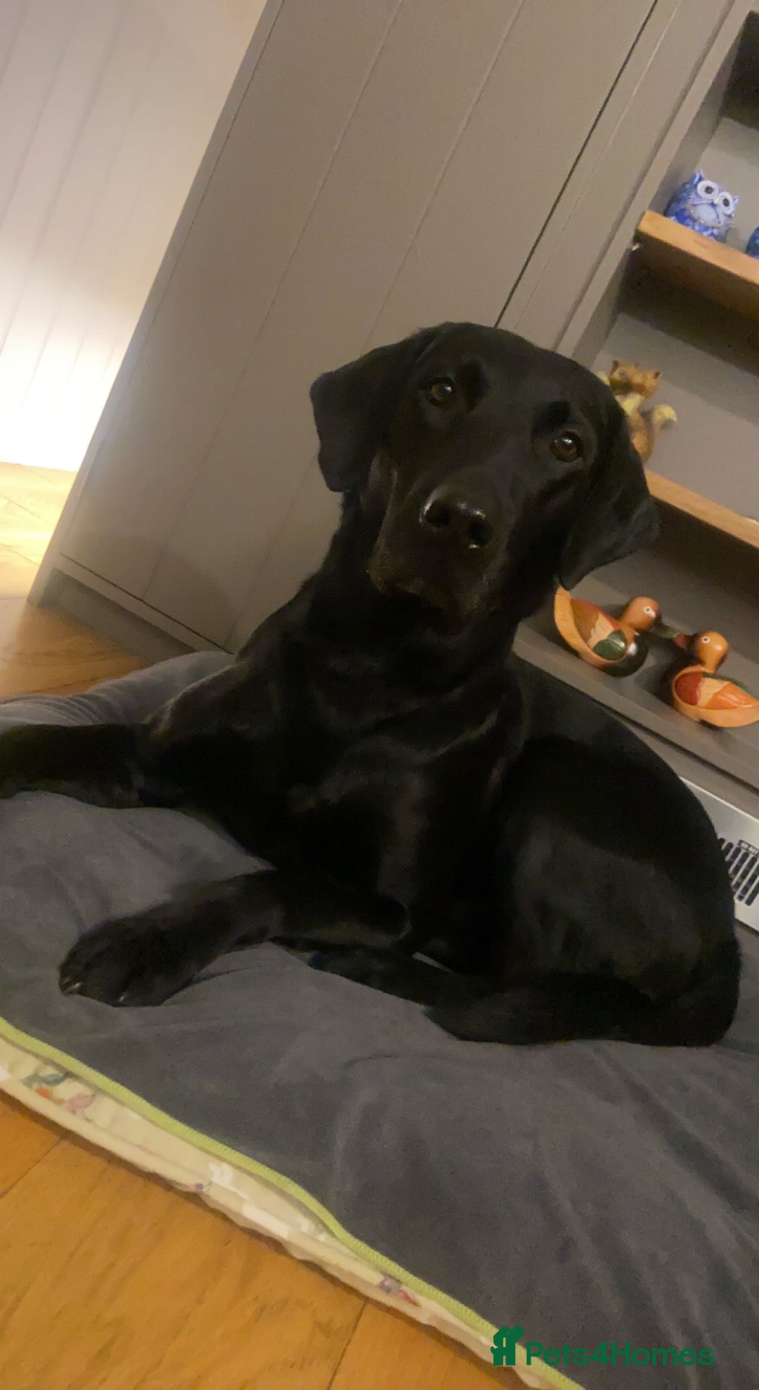 Labrador Retriever dogs for stud: Health Tested KC Registered Black Labrador Stud in Ashbourne - Advert 7