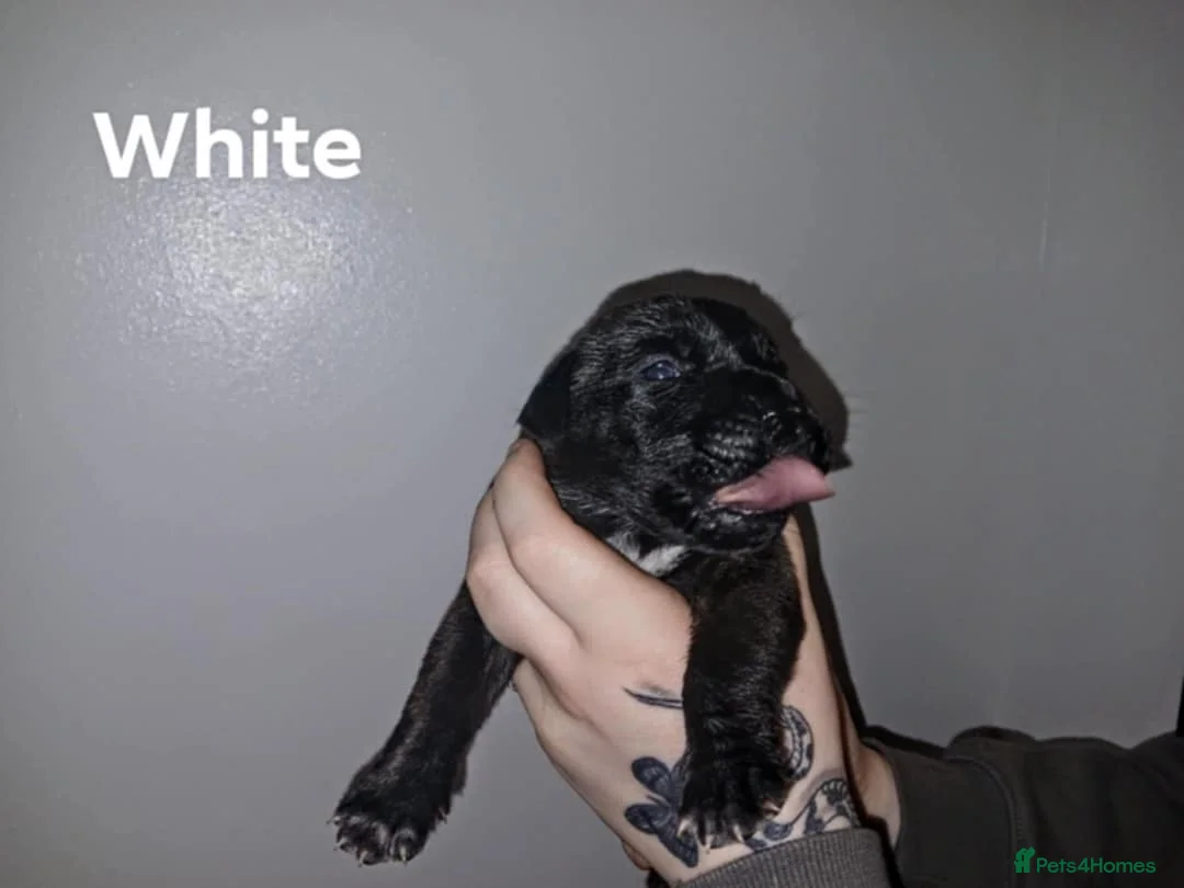 Mixed Breed dogs for sale: CANE CORSO X PRESA CANARIO PUPS £750 - Advert 21