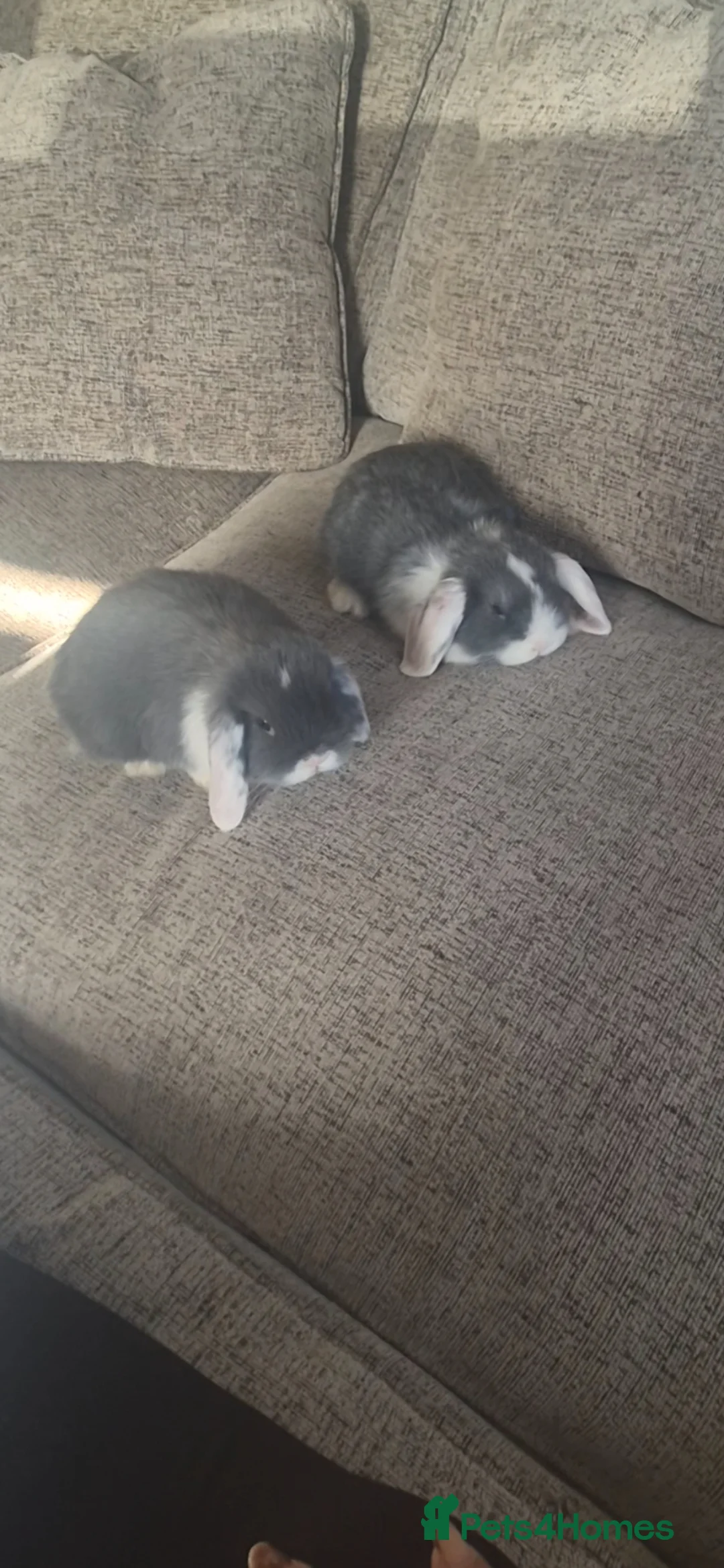Mini Lop rabbits for sale: Mini lops in Bangor - Advert 3