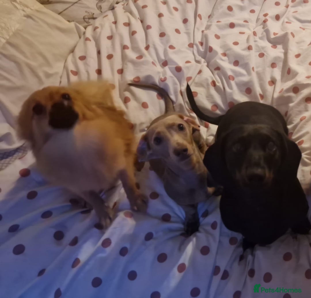 Pomchi dogs for sale: Handsome full breed pomchi  - Image 6